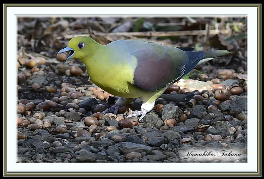 アオバト(White-bellied Green Pigeon) とドングリ   —’15.3.1—