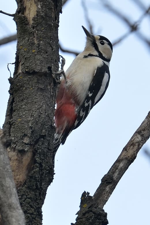 アカゲラ（ Great Spotted Woodpecker）とイカル（Japanese Grosbeak ）を武蔵野で—2013.2.5—