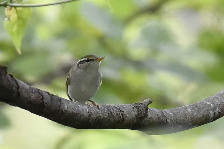 センダイムシクイ（Eastan Crowned Warbler)    —’14.9.1—