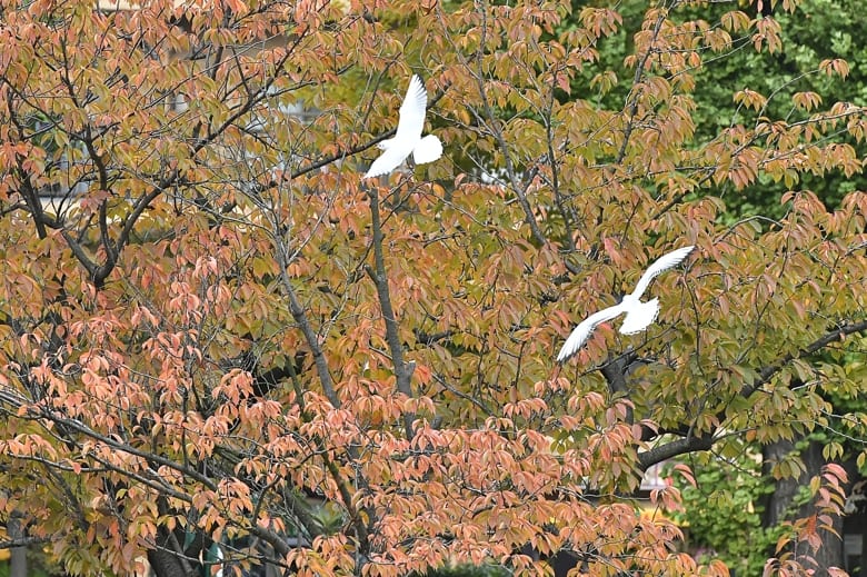 上野の不忍池の秋　—2016.11.14—