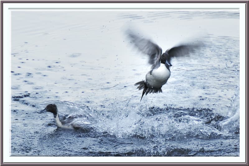 川沿いの朝の小鳥たちは探餌で大忙し—11.11.2—