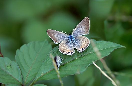 秋口のシジミ蝶たちも季節の激変に戸惑い・・・・・   —07.10.10—